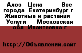 Алоэ › Цена ­ 150 - Все города, Екатеринбург г. Животные и растения » Услуги   . Московская обл.,Ивантеевка г.